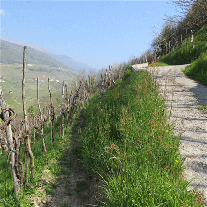 Vineyard at Follo