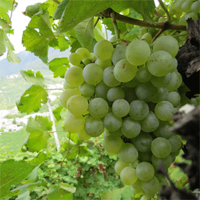 Uve Glera di Valdobbiadene