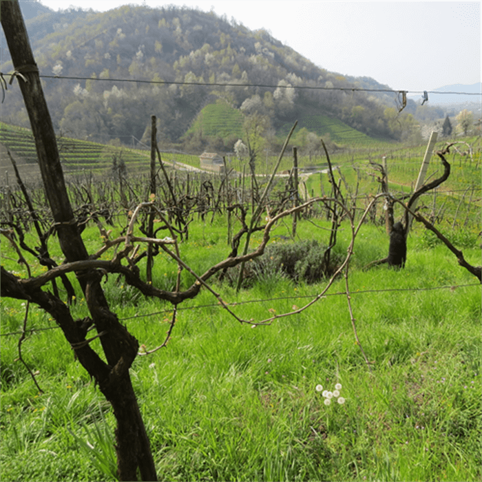 Vigneto antico di Valdobbiadene