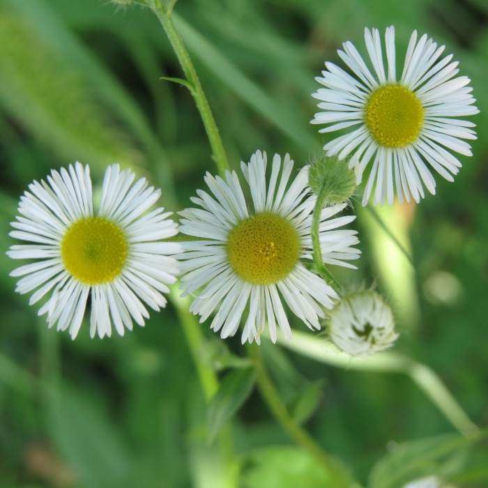 Daisies