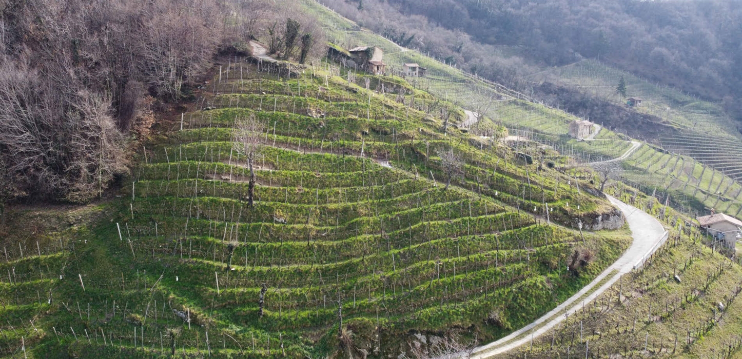 vineyard of follo