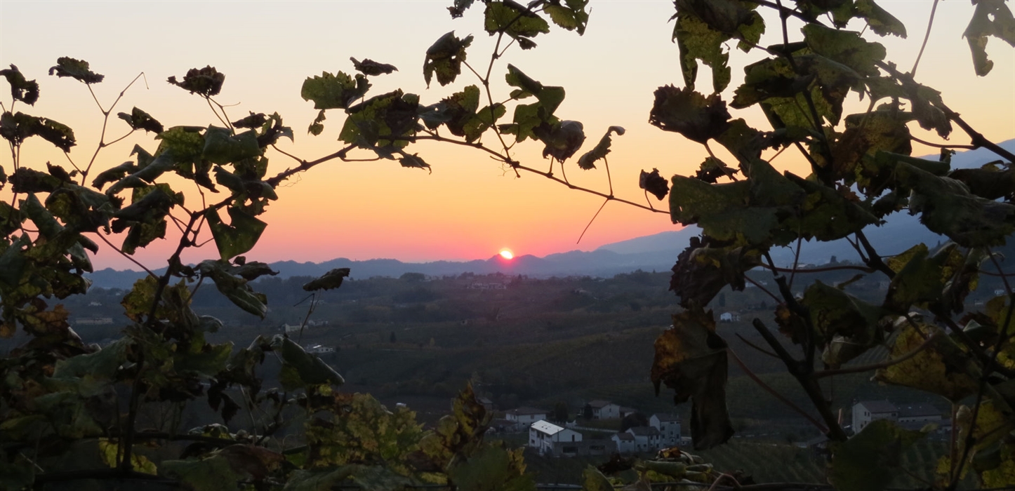 Sunset from the vineyard