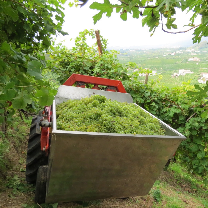 Vendemmia 2017