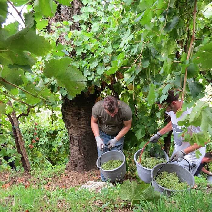 Raccolta manuale dell'uva a Valdobbiadene