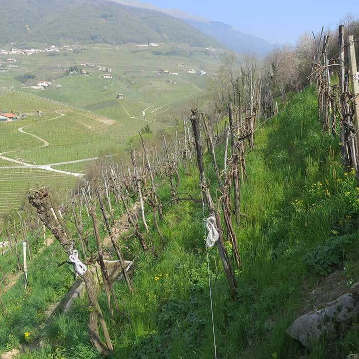 Vigneto a S.Stefano di Valdobbiadene