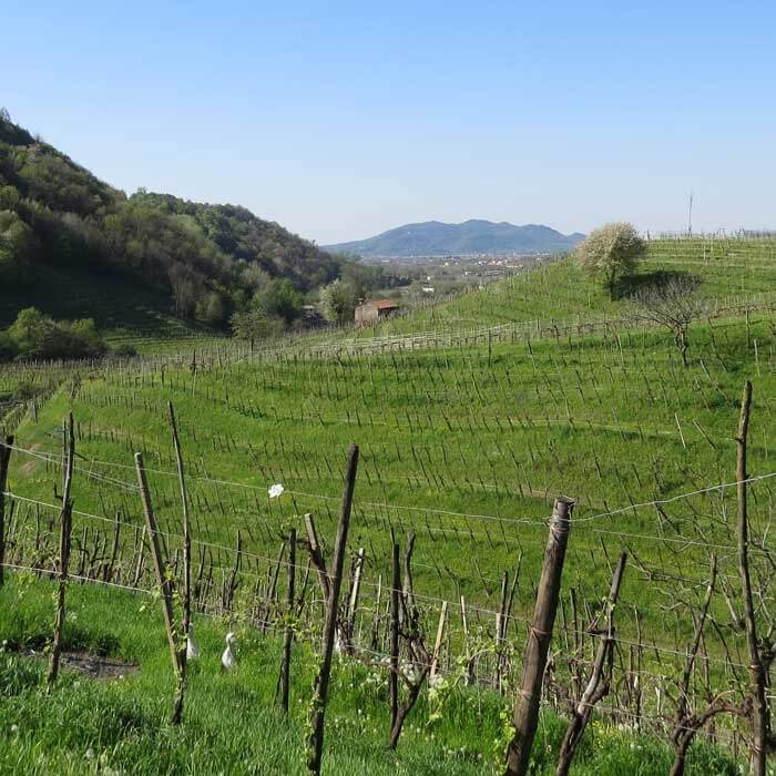 Vigna Coste Piane a S.Stefano di Valdobbiadene