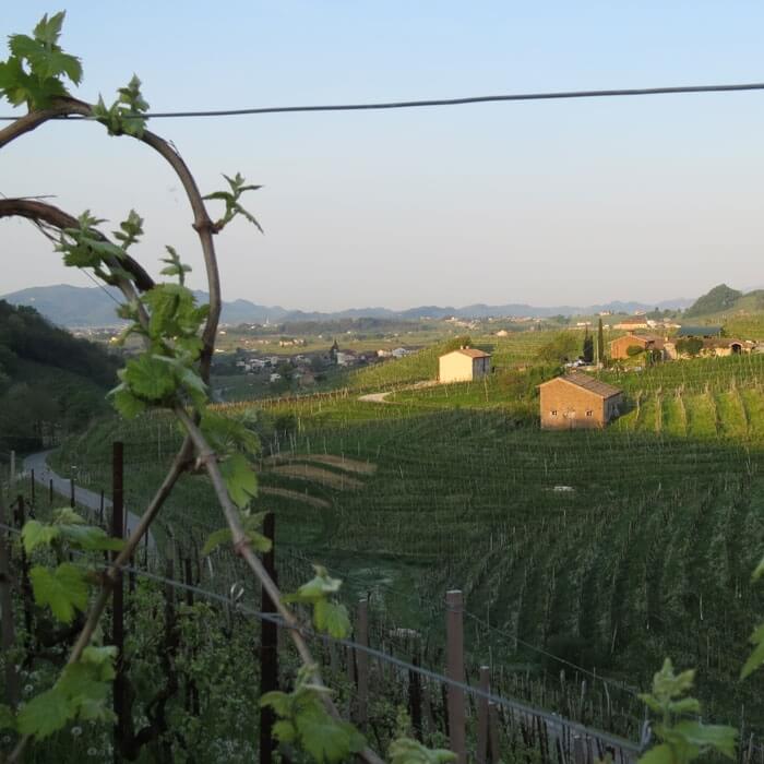 Budding vine at Santo Stefano