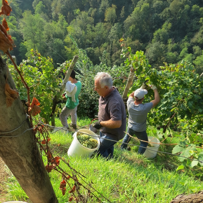 Eroic harvest at Guia