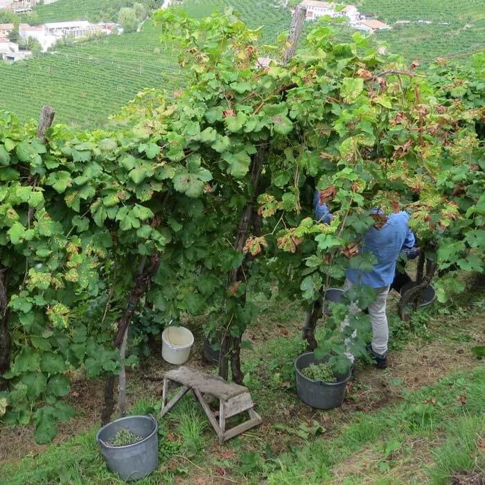 Vendemmia manuale a Valdobbiadene